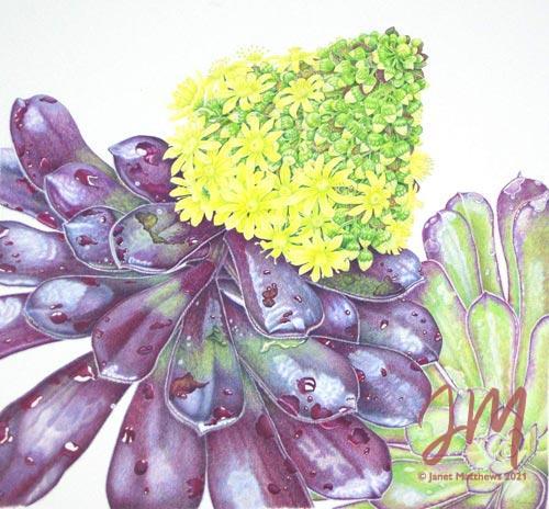 Janet Matthews botanical artwork Aeonium and Spiders “Purple rose”