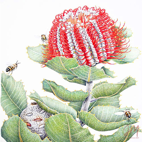 Janet Matthews botanical artwork professional achievements
