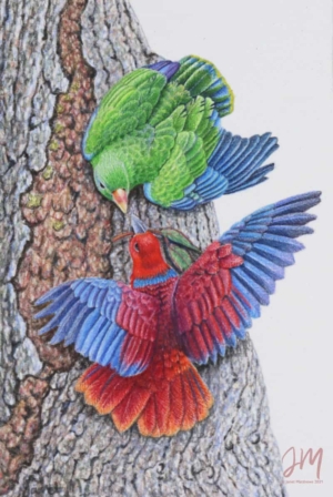 Parrots-Eclectus-I-brought-a-gift