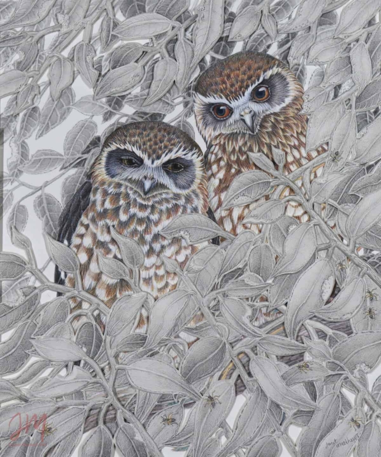 Boobook owls wildlife drawing
