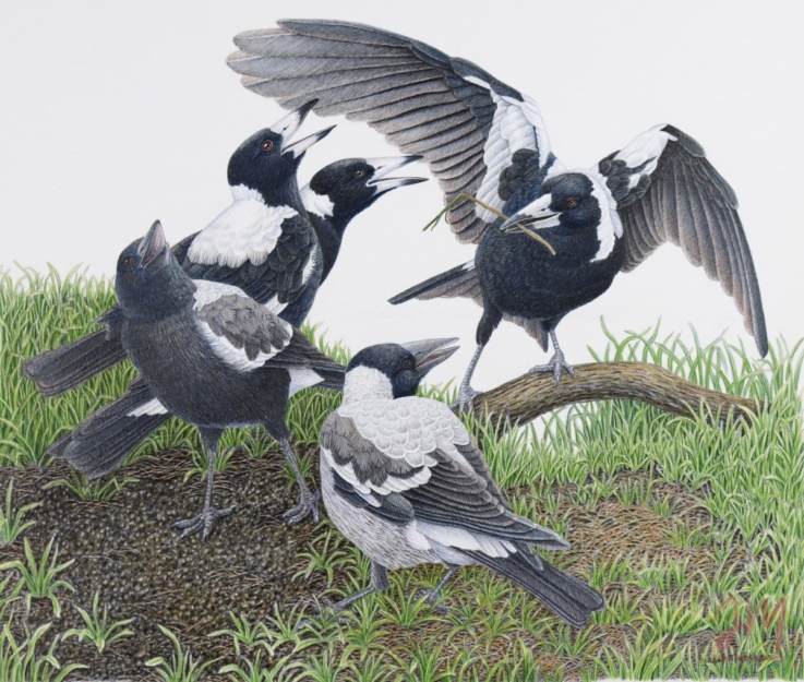 magpies wildlife drawing