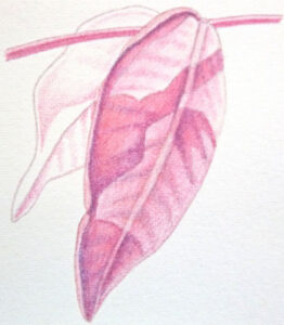 How to draw backlit leaves workshop example