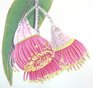 How to draw flowering gum workshop example