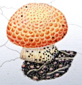 How to draw fungi workshop example