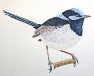 how to draw a fairy wren workshop example