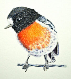 how to draw a scarlet robin workshop example