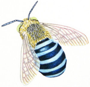 How to draw a blue bee workshop example