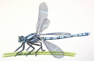 How to draw a damselfly workshop example