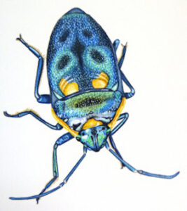 How to draw a harlequin beetle workshop example