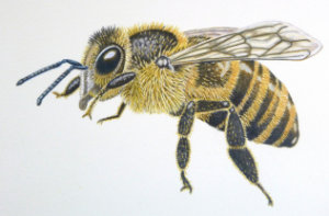 How to draw a honey bee workshop example