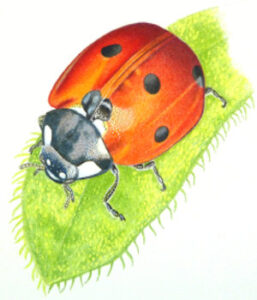 How to draw a ladybug workshop example