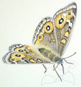 How to draw a meadow argus butterfly workshop example