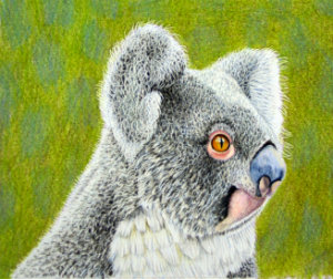 how to draw a koala eworkshop example