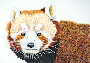 how to draw a redpanda eworkshop example