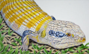 how to draw a blue tongue lizardworkshop example