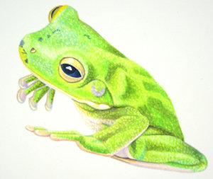 how to draw a green tree frog workshop example
