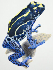 how to draw a posion dart frog workshop example