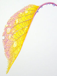 how to draw an autumn leaf eworkshop example