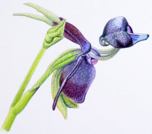 How to draw duck orchid eworkshop example