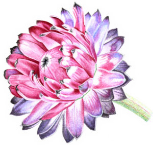 How to draw everlasting paper daisy eworkshop example