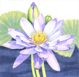 How to draw water lily eworkshop example